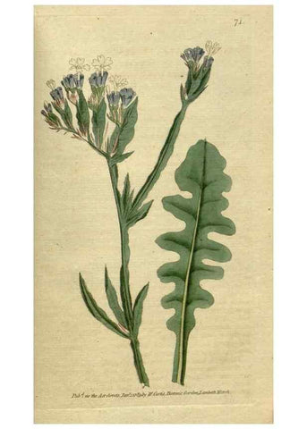 Reproducción/Reproduction 35167379075: The Botanical magazine, or, Flower-garden displayed ... /. [S.l. :s.n.],1790-1800 ;