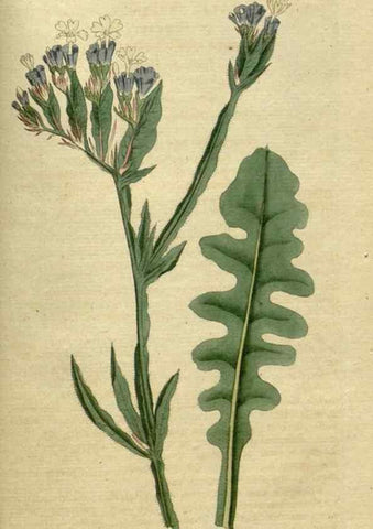Reproducción/Reproduction 35167379075: The Botanical magazine, or, Flower-garden displayed ... /. [S.l. :s.n.],1790-1800 ;