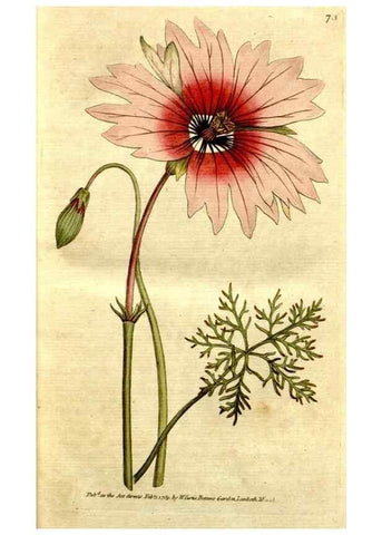 Reproducción/Reproduction 34322610614: The Botanical magazine, or, Flower-garden displayed ... /. [S.l. :s.n.],1790-1800 ;