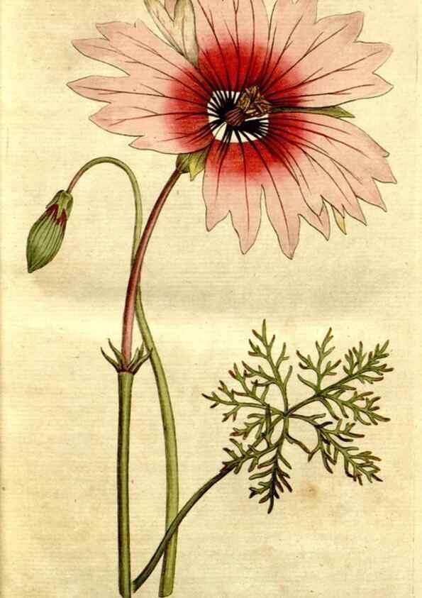 Reproducción/Reproduction 34322610614: The Botanical magazine, or, Flower-garden displayed ... /. [S.l. :s.n.],1790-1800 ;
