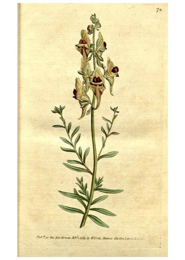 Reproducción/Reproduction 34322612264: The Botanical magazine, or, Flower-garden displayed ... /. [S.l. :s.n.],1790-1800 ;