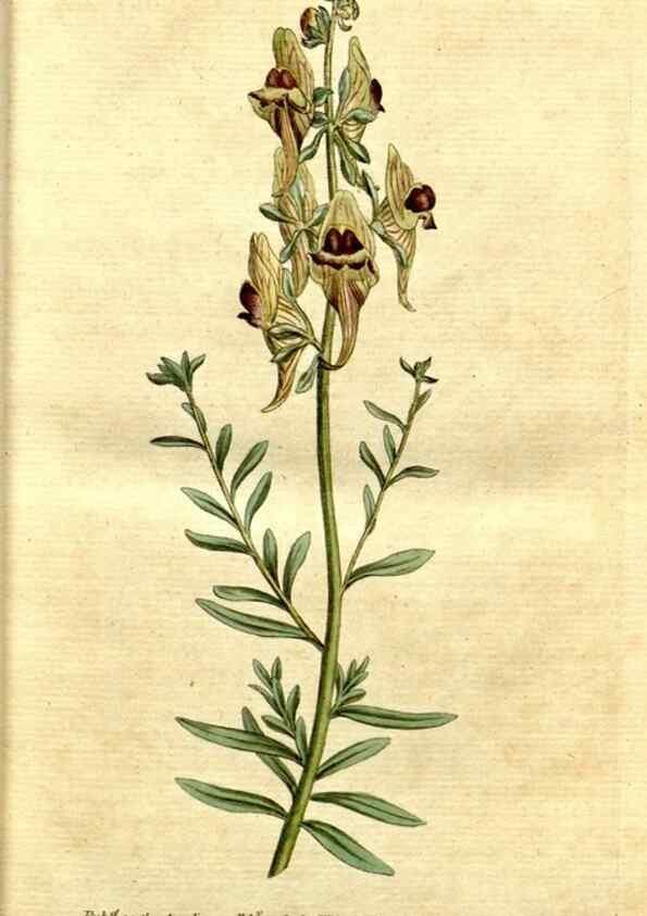 Reproducción/Reproduction 34322612264: The Botanical magazine, or, Flower-garden displayed ... /. [S.l. :s.n.],1790-1800 ;