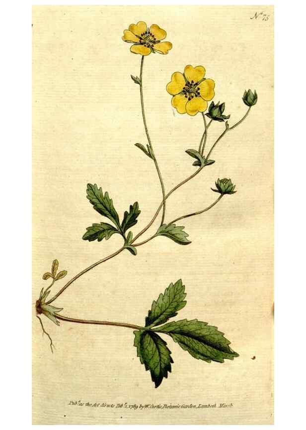 Reproducción/Reproduction 35002521422: The Botanical magazine, or, Flower-garden displayed ... /. [S.l. :s.n.],1790-1800 ;