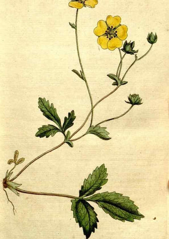 Reproducción/Reproduction 35002521422: The Botanical magazine, or, Flower-garden displayed ... /. [S.l. :s.n.],1790-1800 ;