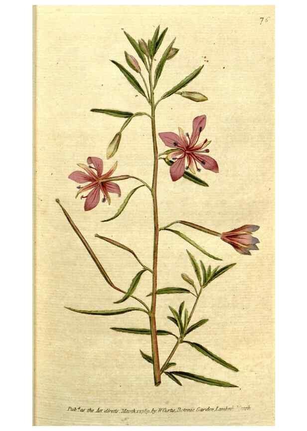 Reproducción/Reproduction 34322615674: The Botanical magazine, or, Flower-garden displayed ... /. [S.l. :s.n.],1790-1800 ;