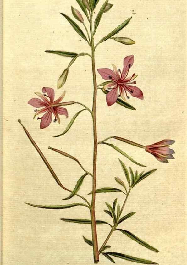 Reproducción/Reproduction 34322615674: The Botanical magazine, or, Flower-garden displayed ... /. [S.l. :s.n.],1790-1800 ;