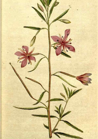 Reproducción/Reproduction 34322615674: The Botanical magazine, or, Flower-garden displayed ... /. [S.l. :s.n.],1790-1800 ;