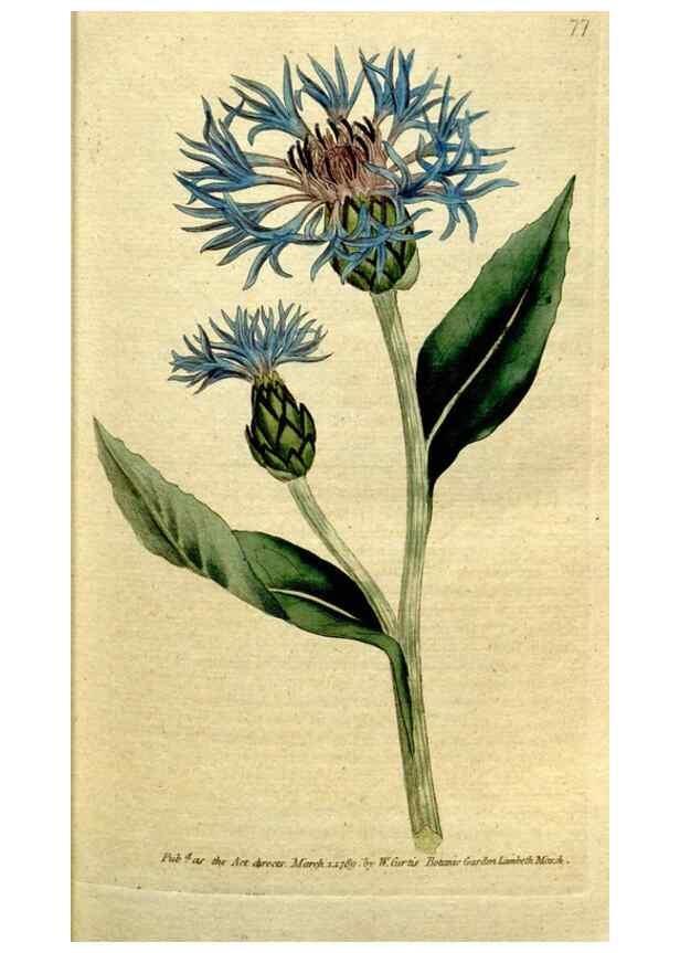 Reproducción/Reproduction 35002523812: The Botanical magazine, or, Flower-garden displayed ... /. [S.l. :s.n.],1790-1800 ;