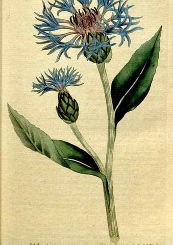 Reproducción/Reproduction 35002523812: The Botanical magazine, or, Flower-garden displayed ... /. [S.l. :s.n.],1790-1800 ;