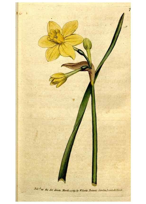Reproducción/Reproduction 34357986183: The Botanical magazine, or, Flower-garden displayed ... /. [S.l. :s.n.],1790-1800 ;