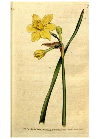 Reproducción/Reproduction 34357986183: The Botanical magazine, or, Flower-garden displayed ... /. [S.l. :s.n.],1790-1800 ;