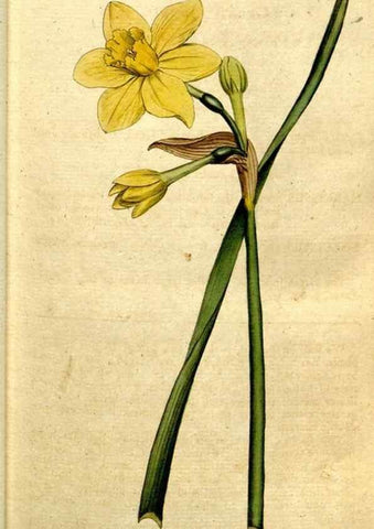 Reproducción/Reproduction 34357986183: The Botanical magazine, or, Flower-garden displayed ... /. [S.l. :s.n.],1790-1800 ;