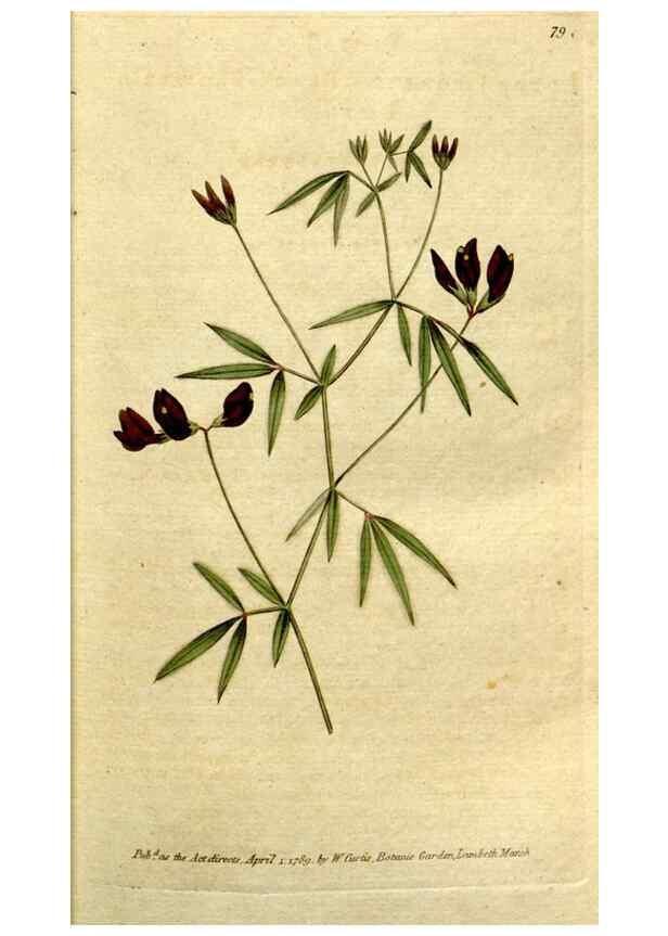 Reproducción/Reproduction 35002527732: The Botanical magazine, or, Flower-garden displayed ... /. [S.l. :s.n.],1790-1800 ;