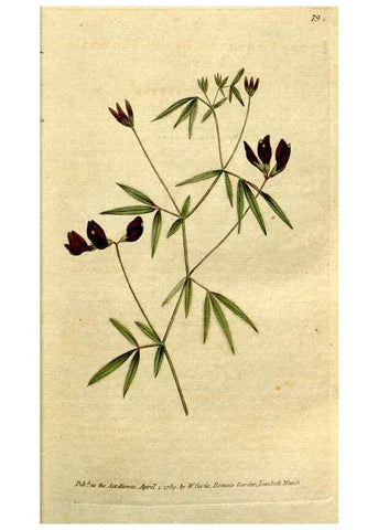 Reproducción/Reproduction 35002527732: The Botanical magazine, or, Flower-garden displayed ... /. [S.l. :s.n.],1790-1800 ;