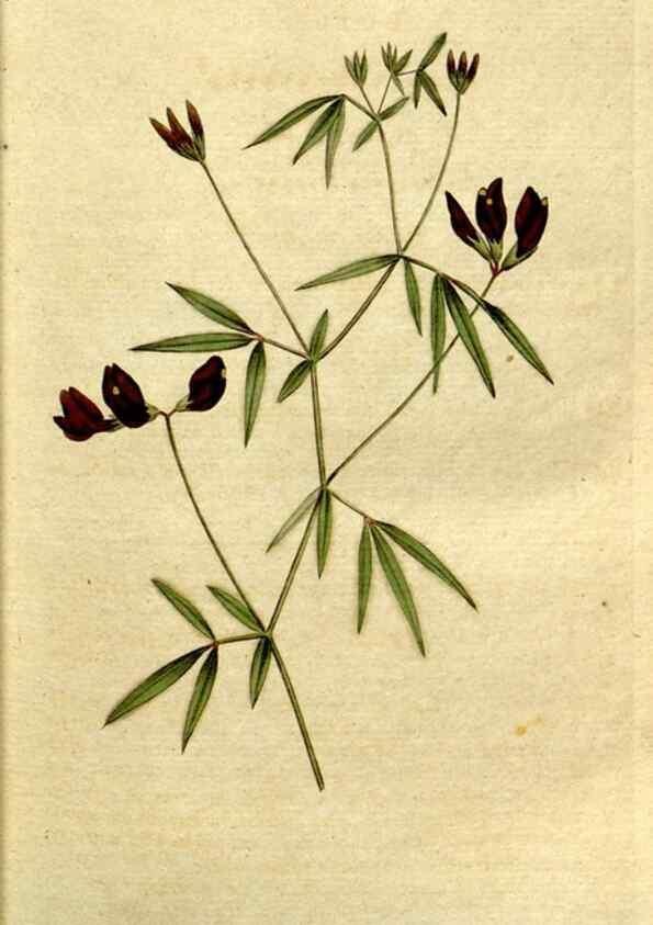 Reproducción/Reproduction 35002527732: The Botanical magazine, or, Flower-garden displayed ... /. [S.l. :s.n.],1790-1800 ;
