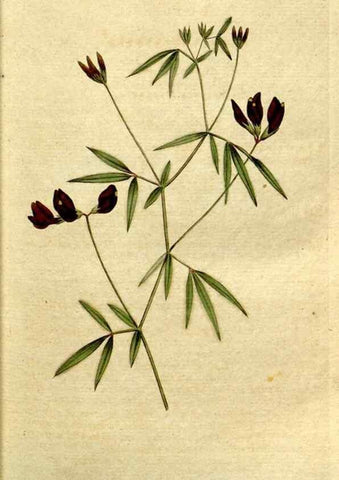 Reproducción/Reproduction 35002527732: The Botanical magazine, or, Flower-garden displayed ... /. [S.l. :s.n.],1790-1800 ;