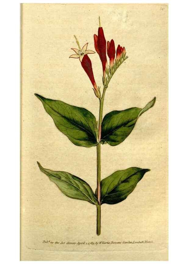 Reproducción/Reproduction 35002530732: The Botanical magazine, or, Flower-garden displayed ... /. [S.l. :s.n.],1790-1800 ;