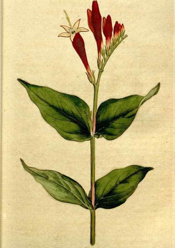 Reproducción/Reproduction 35002530732: The Botanical magazine, or, Flower-garden displayed ... /. [S.l. :s.n.],1790-1800 ;