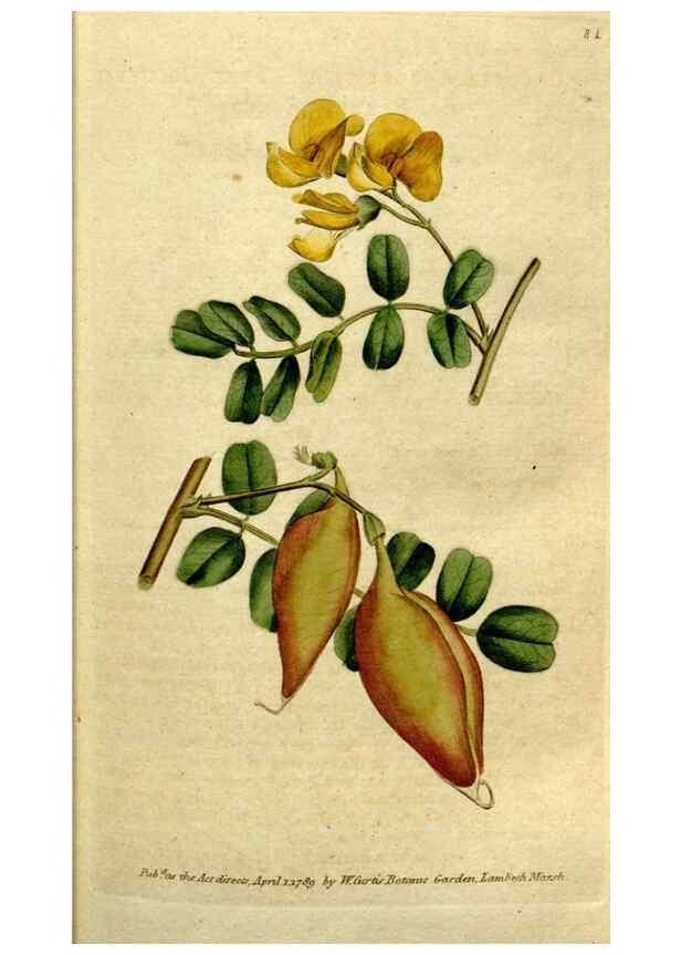 Reproducción/Reproduction 34322622664: The Botanical magazine, or, Flower-garden displayed ... /. [S.l. :s.n.],1790-1800 ;