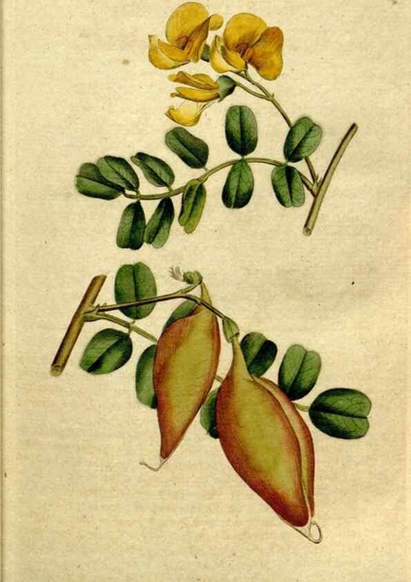 Reproducción/Reproduction 34322622664: The Botanical magazine, or, Flower-garden displayed ... /. [S.l. :s.n.],1790-1800 ;