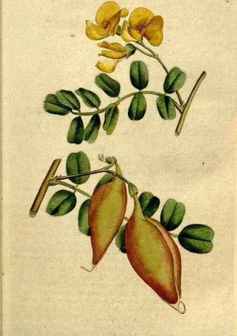 Reproducción/Reproduction 34322622664: The Botanical magazine, or, Flower-garden displayed ... /. [S.l. :s.n.],1790-1800 ;