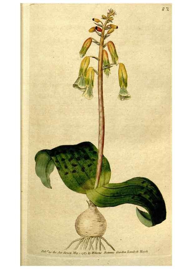 Reproducción/Reproduction 35167579105: The Botanical magazine, or, Flower-garden displayed ... /. [S.l. :s.n.],1790-1800 ;