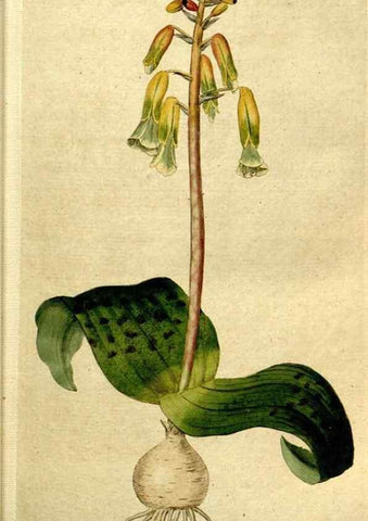 Reproducción/Reproduction 35167579105: The Botanical magazine, or, Flower-garden displayed ... /. [S.l. :s.n.],1790-1800 ;