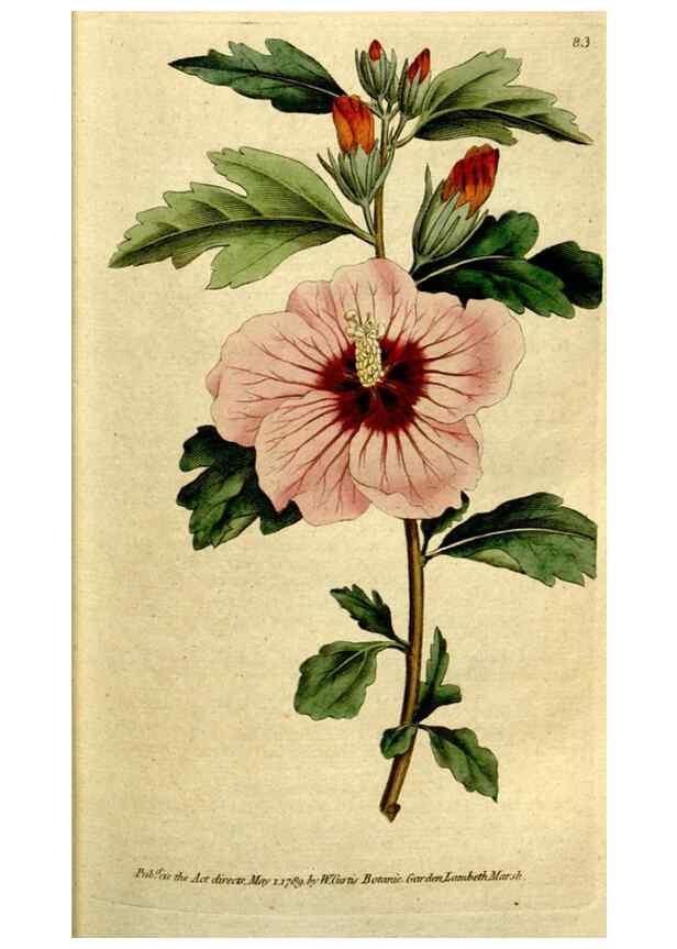 Reproducción/Reproduction 35167581255: The Botanical magazine, or, Flower-garden displayed ... /. [S.l. :s.n.],1790-1800 ;