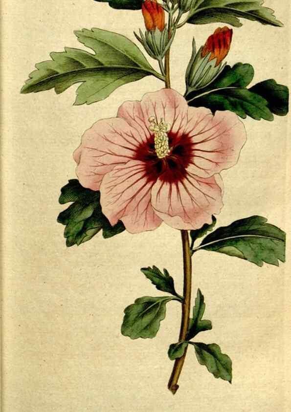 Reproducción/Reproduction 35167581255: The Botanical magazine, or, Flower-garden displayed ... /. [S.l. :s.n.],1790-1800 ;