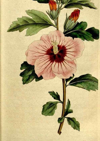 Reproducción/Reproduction 35167581255: The Botanical magazine, or, Flower-garden displayed ... /. [S.l. :s.n.],1790-1800 ;