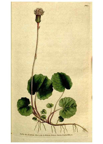 Reproducción/Reproduction 35167583055: The Botanical magazine, or, Flower-garden displayed ... /. [S.l. :s.n.],1790-1800 ;