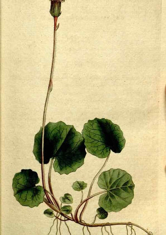 Reproducción/Reproduction 35167583055: The Botanical magazine, or, Flower-garden displayed ... /. [S.l. :s.n.],1790-1800 ;