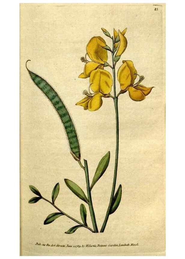 Reproducción/Reproduction 35167585145: The Botanical magazine, or, Flower-garden displayed ... /. [S.l. :s.n.],1790-1800 ;