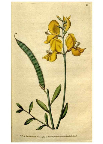 Reproducción/Reproduction 35167585145: The Botanical magazine, or, Flower-garden displayed ... /. [S.l. :s.n.],1790-1800 ;