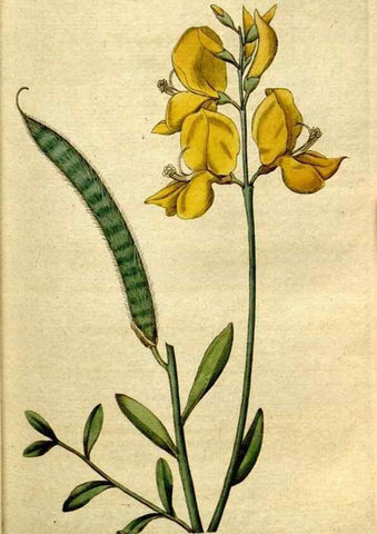 Reproducción/Reproduction 35167585145: The Botanical magazine, or, Flower-garden displayed ... /. [S.l. :s.n.],1790-1800 ;