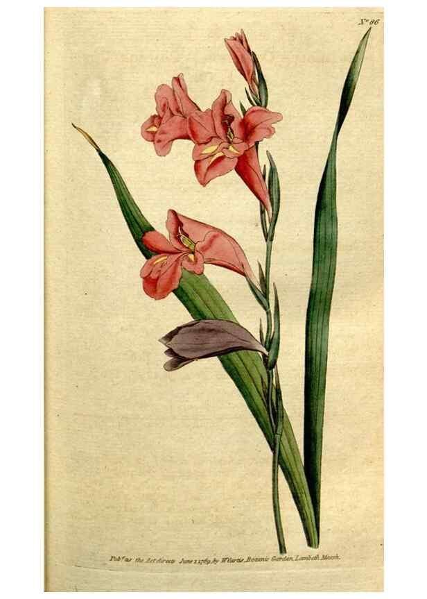 Reproducción/Reproduction 35167587545: The Botanical magazine, or, Flower-garden displayed ... /. [S.l. :s.n.],1790-1800 ;