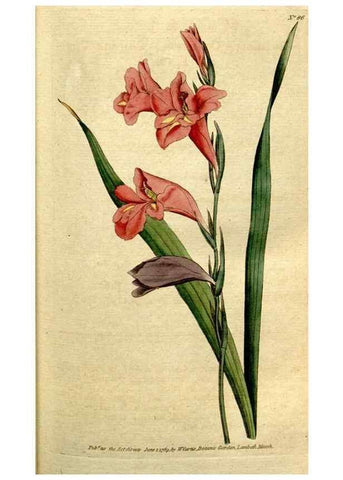 Reproducción/Reproduction 35167587545: The Botanical magazine, or, Flower-garden displayed ... /. [S.l. :s.n.],1790-1800 ;