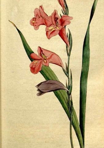 Reproducción/Reproduction 35167587545: The Botanical magazine, or, Flower-garden displayed ... /. [S.l. :s.n.],1790-1800 ;