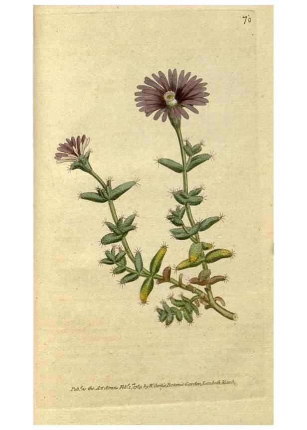 Reproducción/Reproduction 34322448204: The Botanical magazine, or, Flower-garden displayed ... /. [S.l. :s.n.],1790-1800 ;