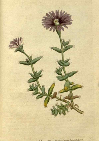 Reproducción/Reproduction 34322448204: The Botanical magazine, or, Flower-garden displayed ... /. [S.l. :s.n.],1790-1800 ;