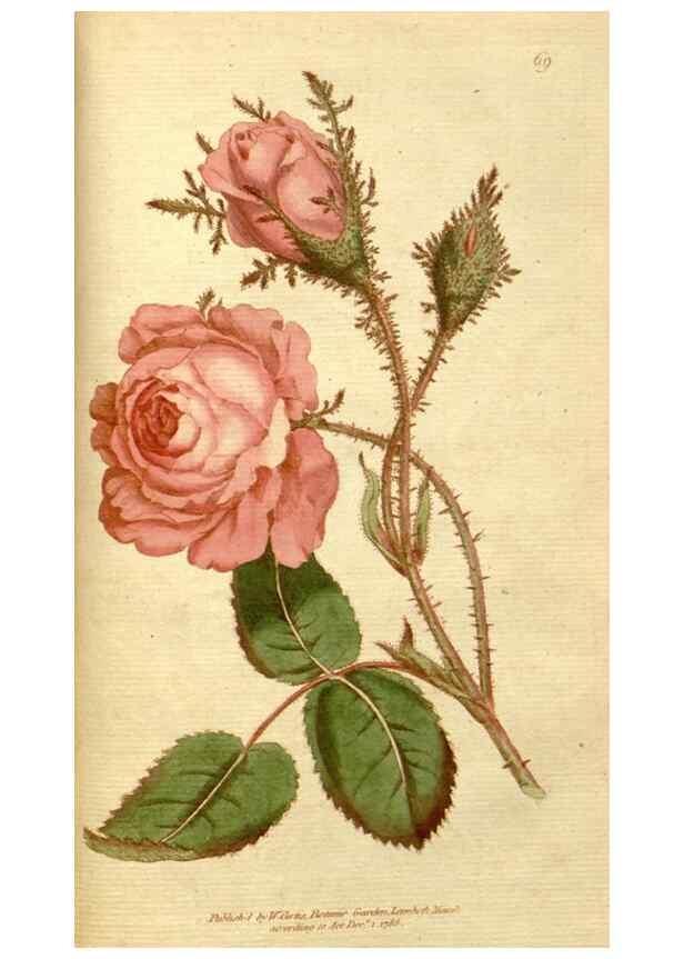Reproducción/Reproduction 34322446864: The Botanical magazine, or, Flower-garden displayed ... /. [S.l. :s.n.],1790-1800 ;
