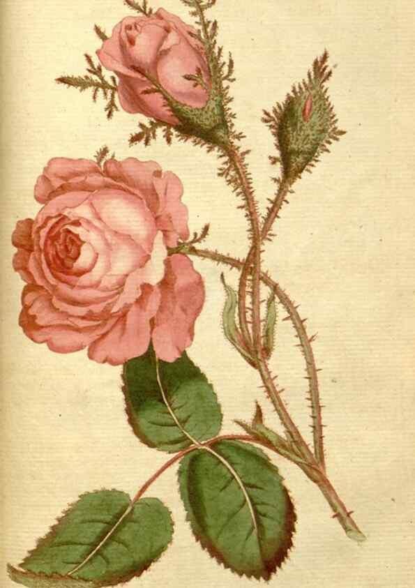 Reproducción/Reproduction 34322446864: The Botanical magazine, or, Flower-garden displayed ... /. [S.l. :s.n.],1790-1800 ;