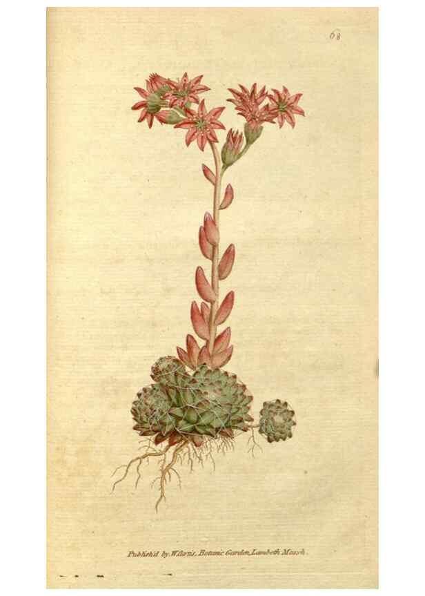 Reproducción/Reproduction 34322445414: The Botanical magazine, or, Flower-garden displayed ... /. [S.l. :s.n.],1790-1800 ;