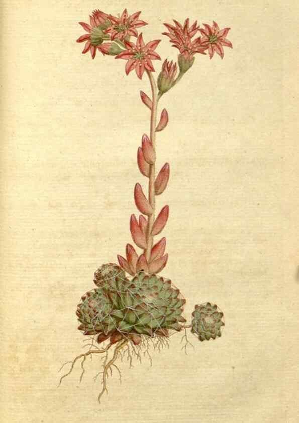 Reproducción/Reproduction 34322445414: The Botanical magazine, or, Flower-garden displayed ... /. [S.l. :s.n.],1790-1800 ;