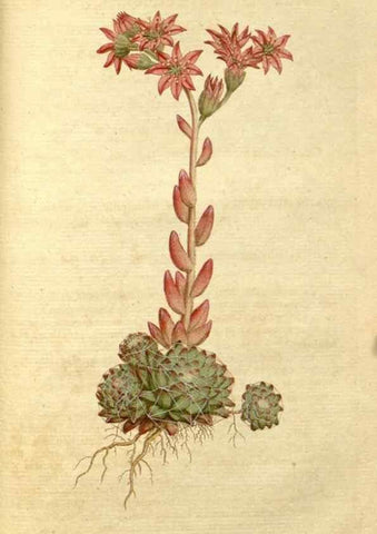 Reproducción/Reproduction 34322445414: The Botanical magazine, or, Flower-garden displayed ... /. [S.l. :s.n.],1790-1800 ;