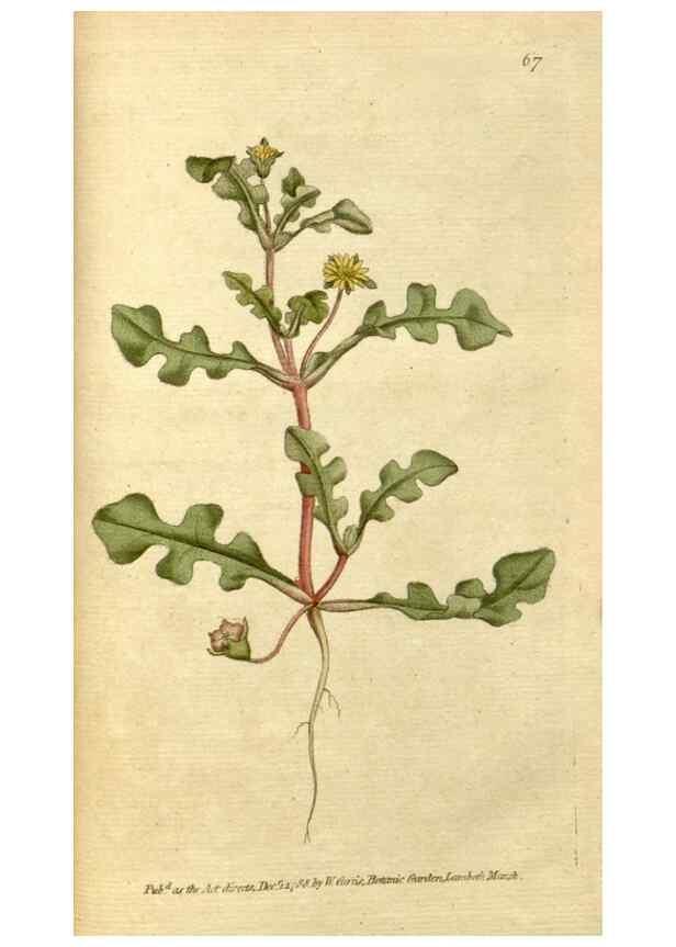 Reproducción/Reproduction 35167374545: The Botanical magazine, or, Flower-garden displayed ... /. [S.l. :s.n.],1790-1800 ;