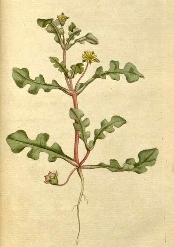 Reproducción/Reproduction 35167374545: The Botanical magazine, or, Flower-garden displayed ... /. [S.l. :s.n.],1790-1800 ;