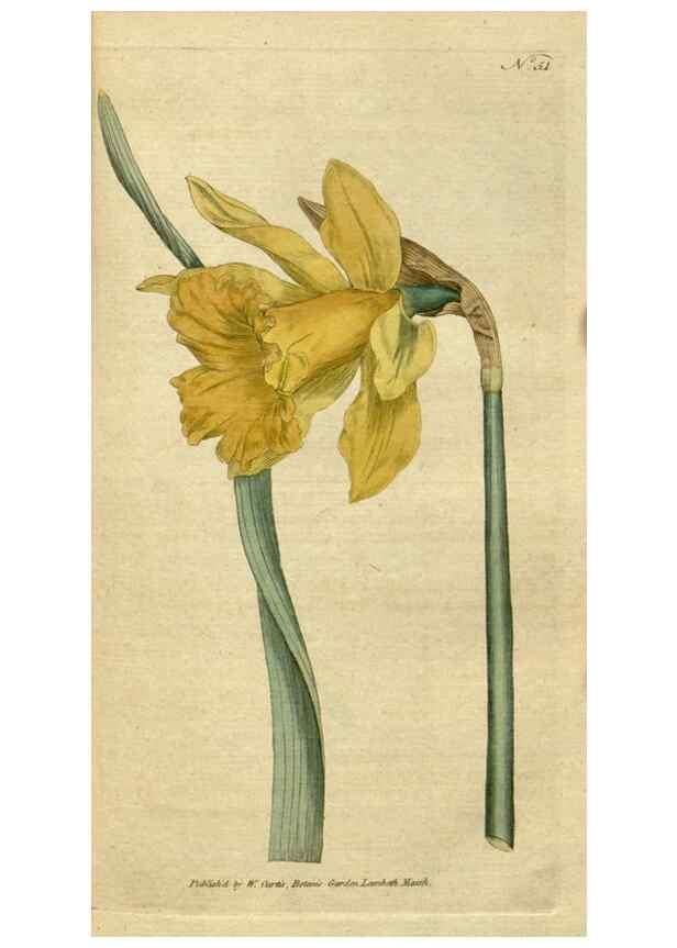 Reproducción/Reproduction 34322421374: The Botanical magazine, or, Flower-garden displayed ... /. [S.l. :s.n.],1790-1800 ;