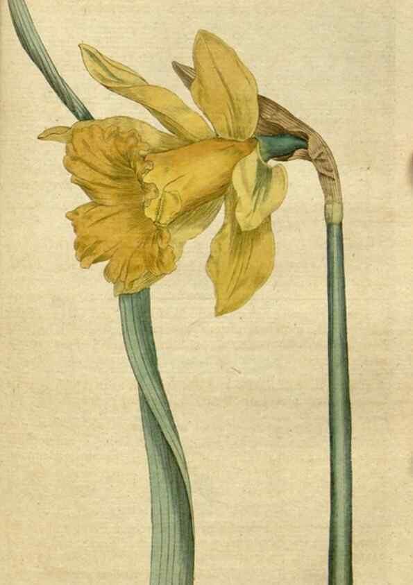 Reproducción/Reproduction 34322421374: The Botanical magazine, or, Flower-garden displayed ... /. [S.l. :s.n.],1790-1800 ;