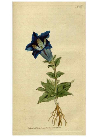 Reproducción/Reproduction 34322422754: The Botanical magazine, or, Flower-garden displayed ... /. [S.l. :s.n.],1790-1800 ;